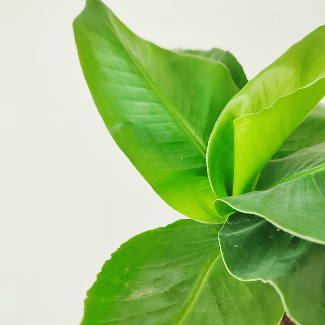 Musa acuminata "Tropicana" (S)