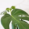 Monstera deliciosa (L)