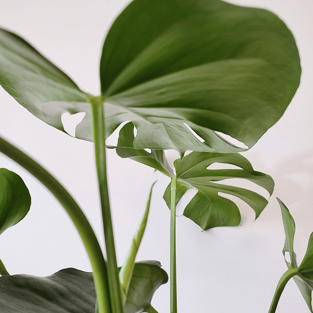 Monstera deliciosa (S)