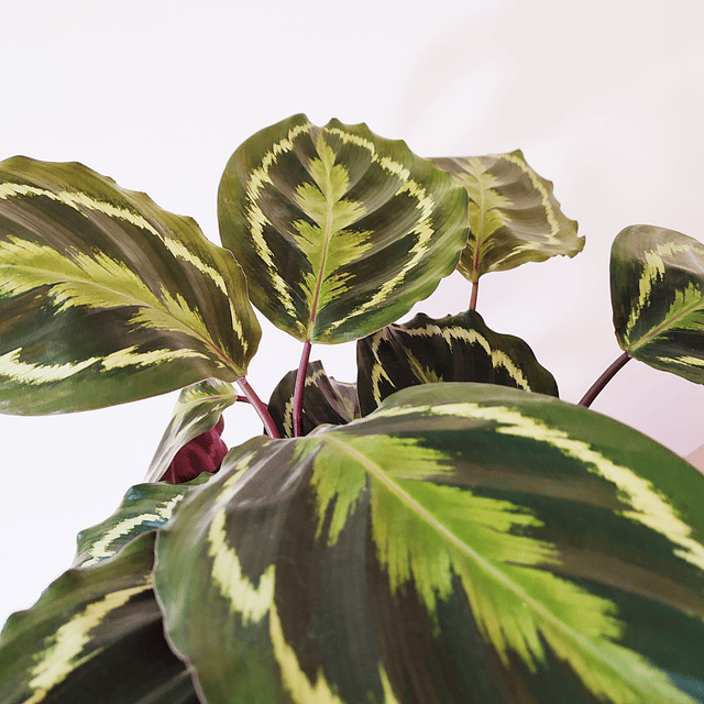 Calathea roseopicta "Medallion" (L)