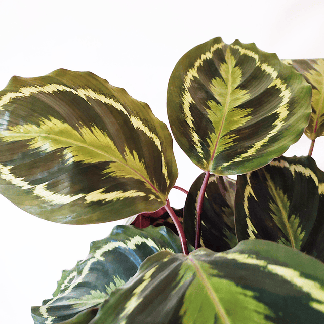 Calathea roseopicta "Medallion" (L)