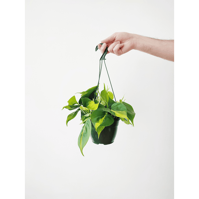 Philodendron scandens "Brasil" (pendurar)