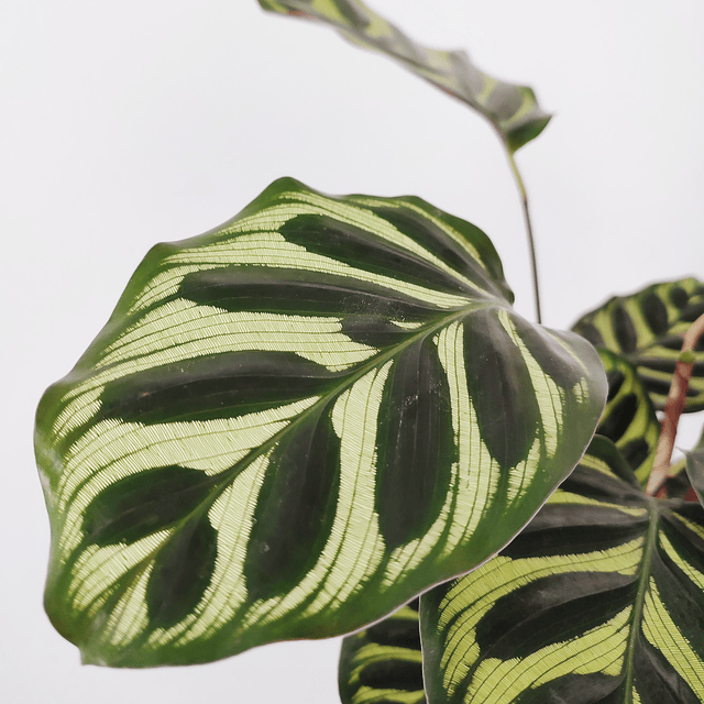 Calathea makoyana (M)