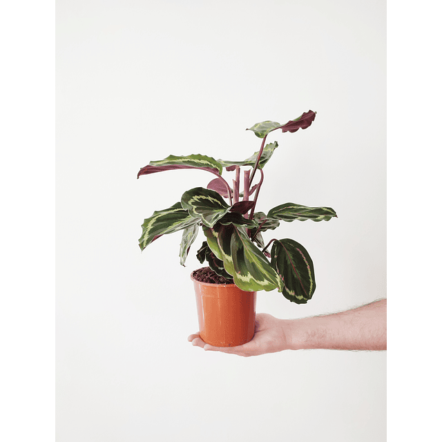 Calathea roseopicta "Medallion" (M)