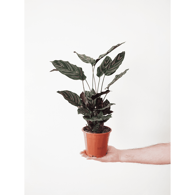 Calathea ornata ‘Sanderiana’ (M)