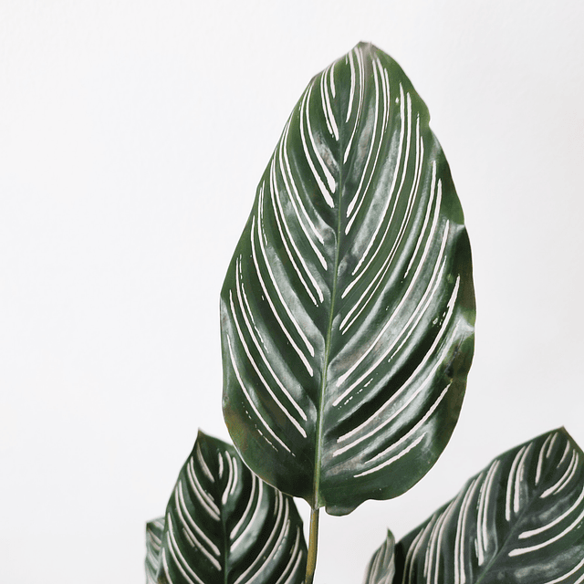 Calathea ornata ‘Sanderiana’ (M)