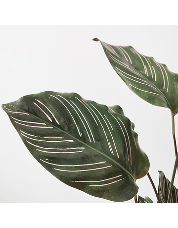 Calathea ornata ‘Sanderiana’ (M)