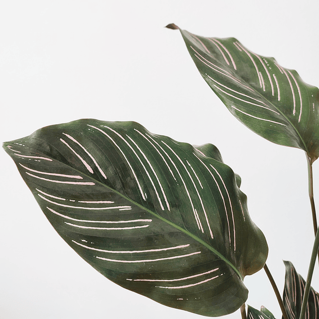 Calathea ornata ‘Sanderiana’ (M)