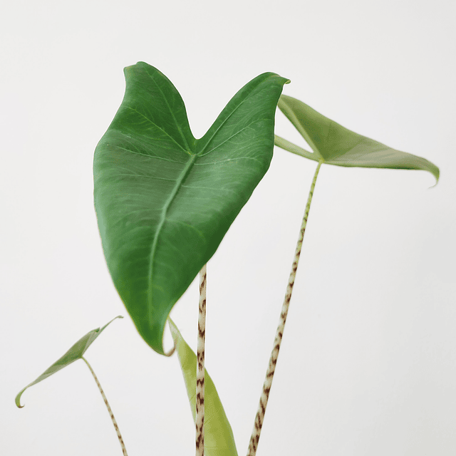 Alocasia zebrina (M)