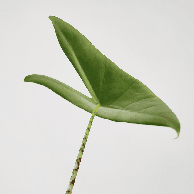 Alocasia zebrina (M)