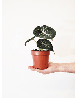 Alocasia reginula "Black Velvet"