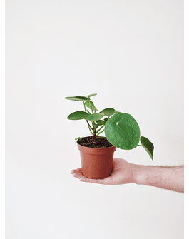 Pilea peperomioides