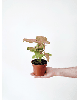 Syngonium podophyllum "Neon Rosa"