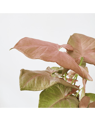 Syngonium podophyllum "Neon Rosa"