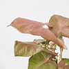 Syngonium podophyllum "Neon Rosa"