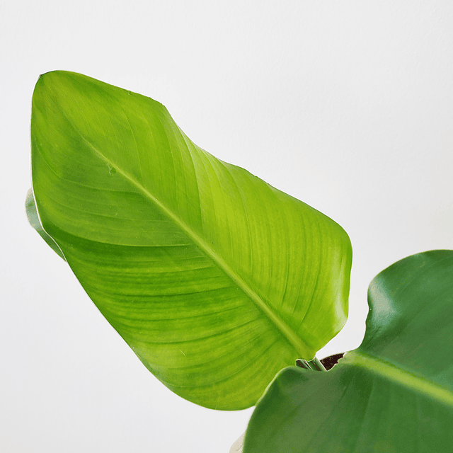 Strelitzia nicolai (S)