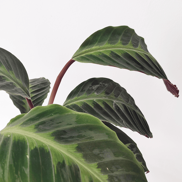 Calathea warscewiczii