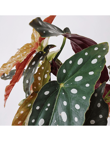 Begonia maculata "Silverspot" (M)