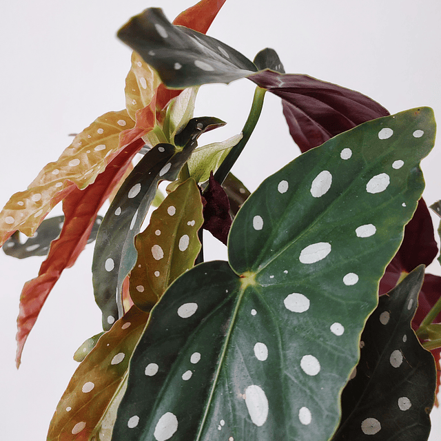 Begonia maculata "Silverspot"