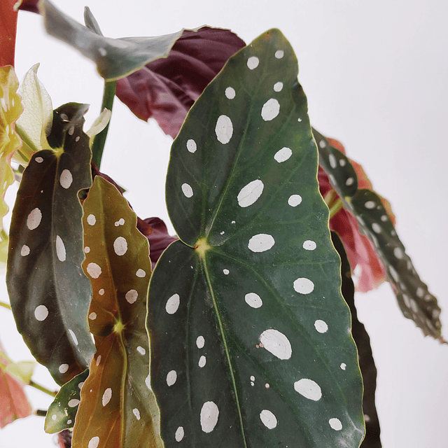 Begonia maculata "Silverspot"