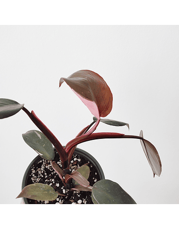 Philodendron erubescens "Pink Princess"