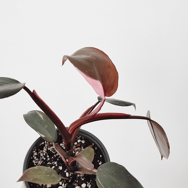 Philodendron erubescens "Pink Princess"