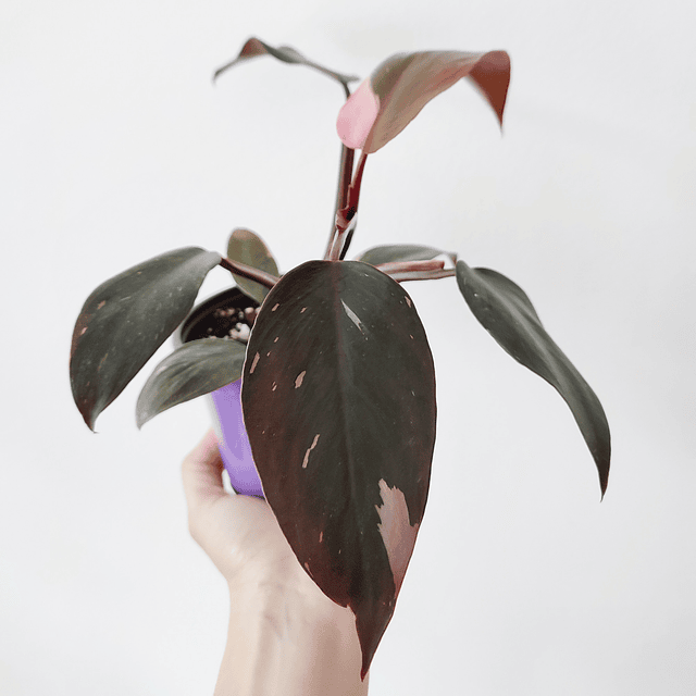 Philodendron erubescens "Pink Princess"