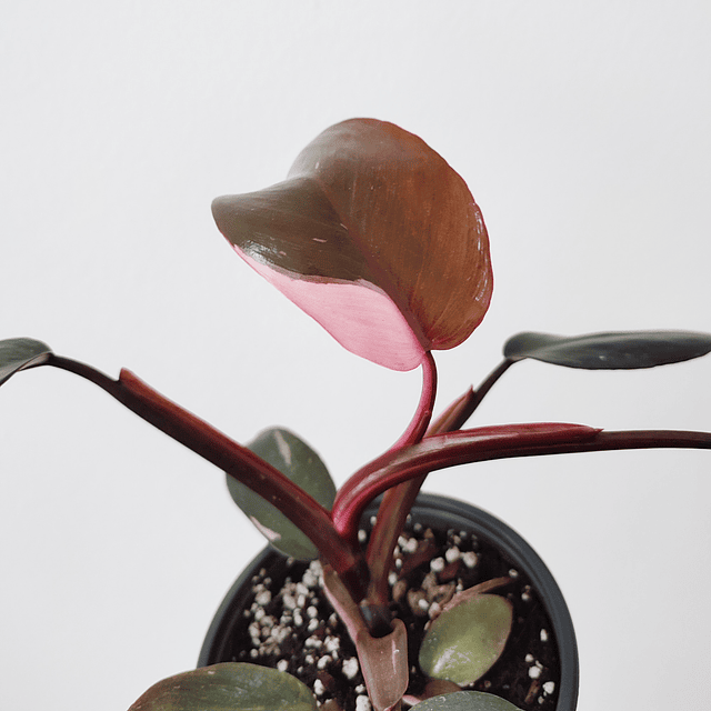 Philodendron erubescens "Pink Princess"