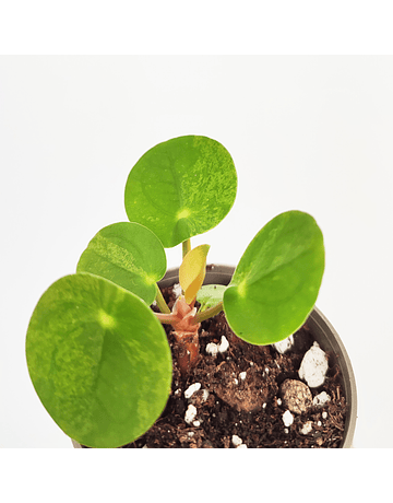 Pilea peperomioides "Mojito" (baby)