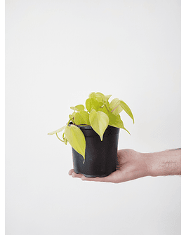 Philodendron hederaceum "Lemon Lime"