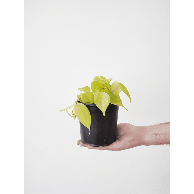 Philodendron hederaceum "Lemon Lime"