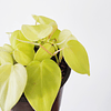Philodendron hederaceum "Lemon Lime"