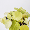 Philodendron hederaceum "Lemon Lime"