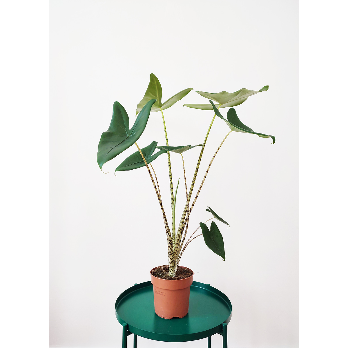 Alocasia zebrina M