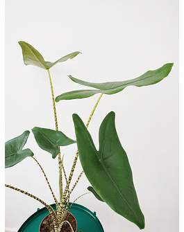 Alocasia zebrina (L)