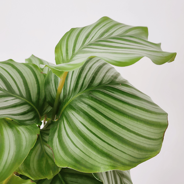 Calathea orbifolia (M)