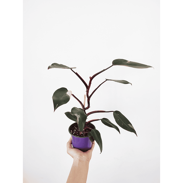 Philodendron erubescens "Pink Princess"