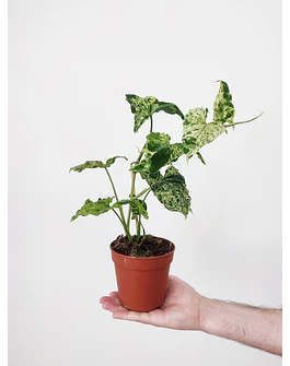 Syngonium podophyllum "Mottled Mojito"