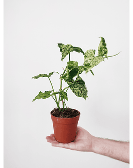 Syngonium podophyllum "Mottled Mojito"