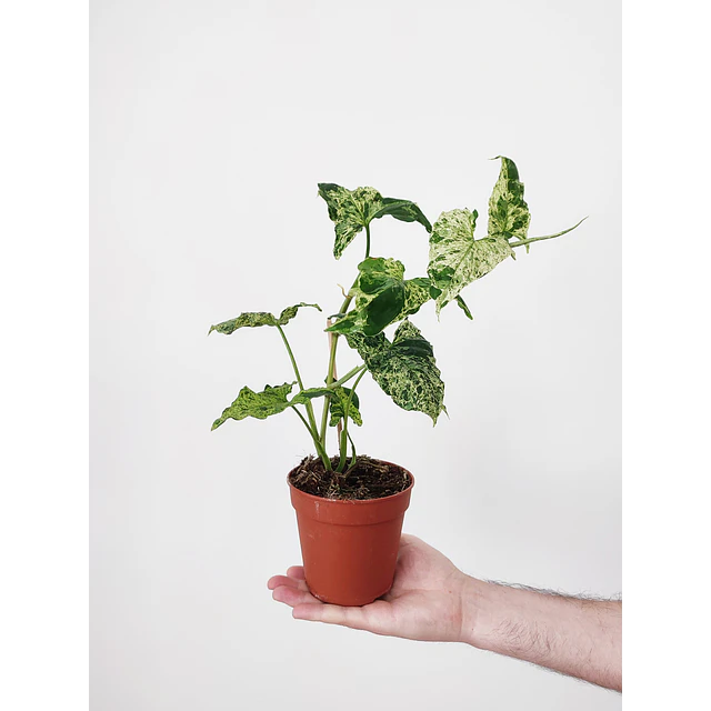 Syngonium podophyllum "Mottled Mojito"