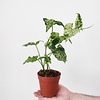 Syngonium podophyllum "Mottled Mojito"