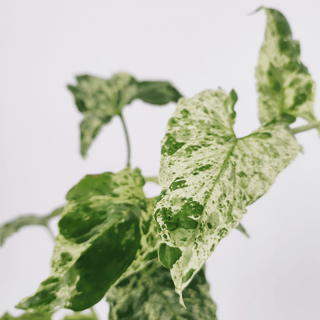 Syngonium podophyllum "Mottled Mojito"