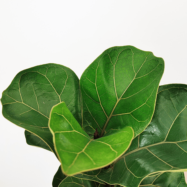 Ficus lyrata "Bambino"