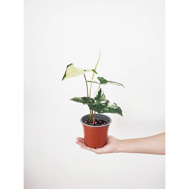 Syngonium podophyllum "Albo Variegata"