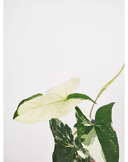 Syngonium podophyllum "Albo Variegata"