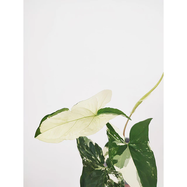 Syngonium podophyllum "Albo Variegata"