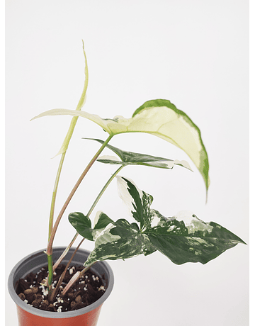 Syngonium podophyllum "Albo Variegata"
