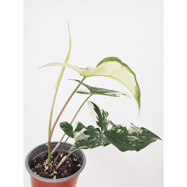 Syngonium podophyllum "Albo Variegata"