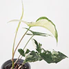 Syngonium podophyllum "Albo Variegata"