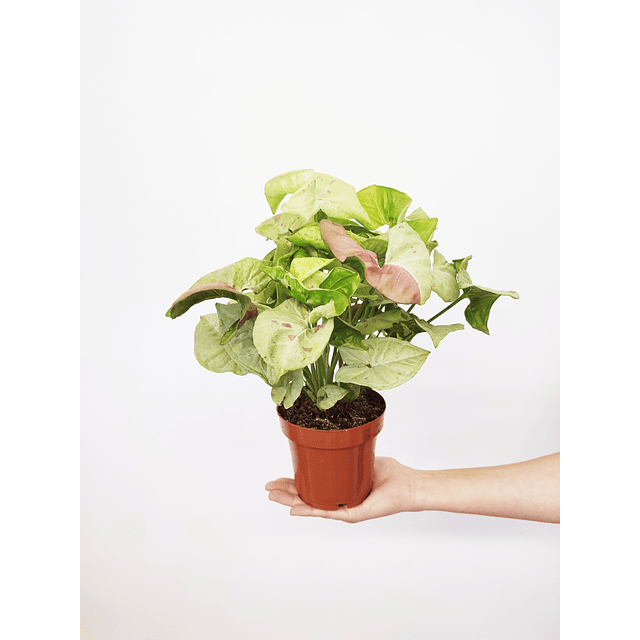 Syngonium podophyllum "Milk Confetti"